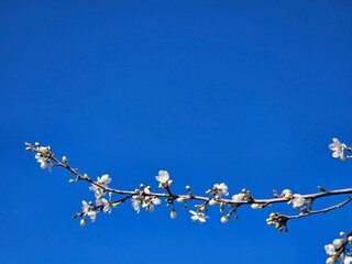 Obraz premium Spring white blossom against blue sky