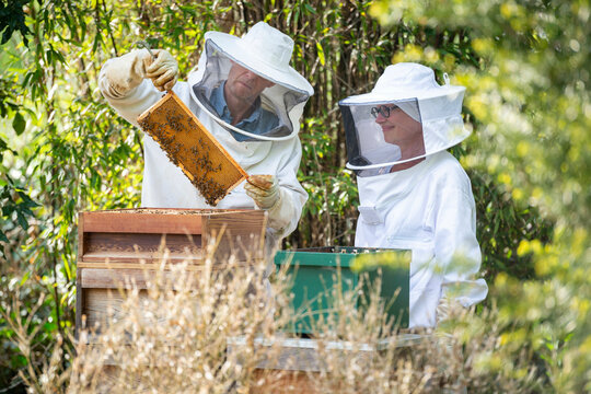 Couple male and female tending to their bee hive at the bottom of their garden for honey. Inspecting the hive and making sure the queen is ok.