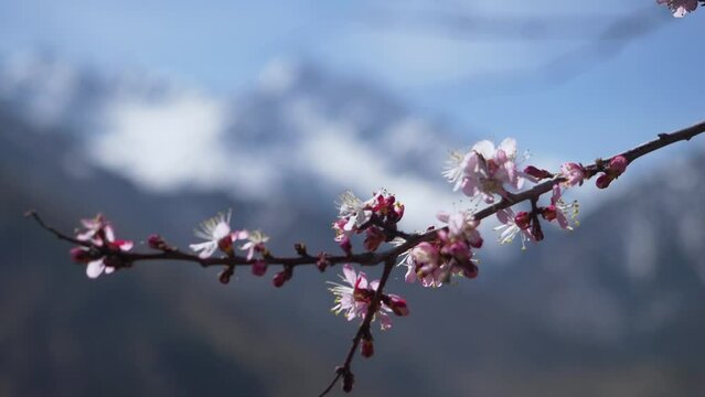 A branch of a blooming wild apricot against a background of snow-capped mountains and blue sky. White and pink flowers of a fruit tree. Spring mood