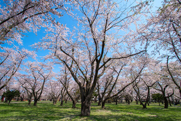 Fototapeta premium 桜満開の森町