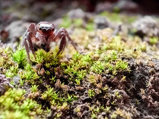 Phidippus regius a jumping spider