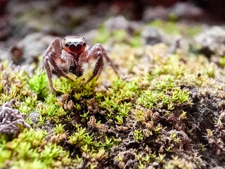 Obraz premium Phidippus regius a jumping spider