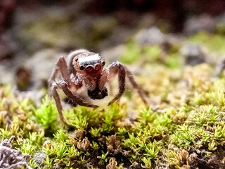 Phidippus regius a jumping spider