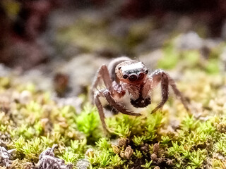 Obraz premium Phidippus regius a jumping spider
