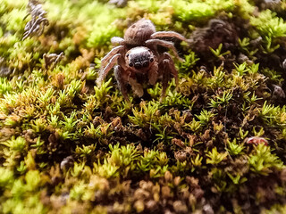 Phidippus regius a jumping spider