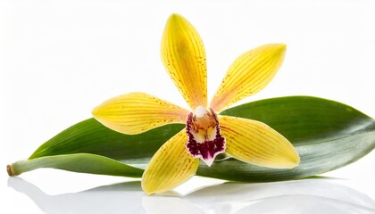 yellow vanilla orchid flower isolated on white background