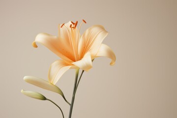 Single flower isolated against a plain pastel backdrop wallpaper background copy space