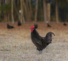 Chicken rooster watching over his hens