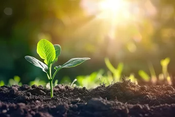 Fotobehang Nurturing embrace of earth young sapling symbolizes miraculous journey of growth and life in heart of nature small but resilient plant set against backdrop of fertile soil is vibrant and gardening © Thares2020
