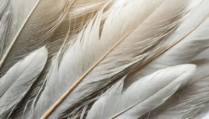 beautiful abstract gray and white feathers on white background soft brown feather texture on white pattern background gray feather background