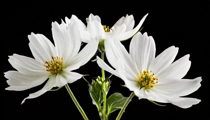 Foto op Canvas white flower isolated on transparent background cutout © Michelle