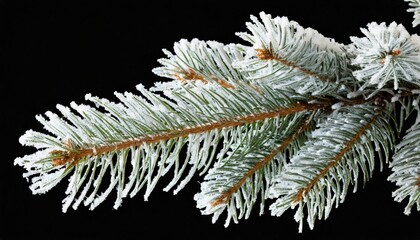 winter frozen tree branch photo overlays photoshop overlay pine icy snow branch png