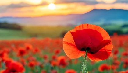 Poster banner with red poppy flower field symbol for remembrance memorial anzac day © Nathaniel