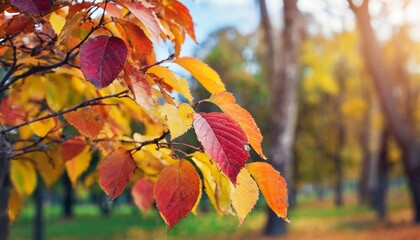 beautiful yellow red and orange leaves in an autumn park on a br - obrazy, fototapety, plakaty