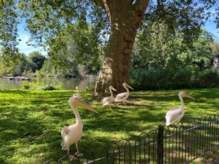 Five Great White Pelicans (Pelecanus onocrotalus) in St. James's Park, London. 