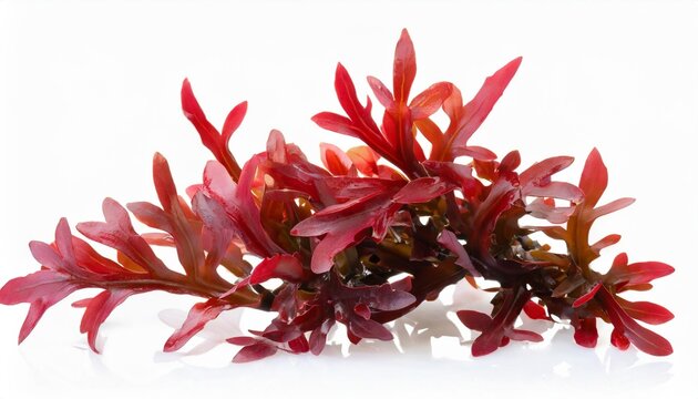 red seaweed or rhodophyta algae branch isolated transparent png