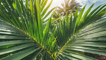 tropical palm leaf green nature background - obrazy, fototapety, plakaty