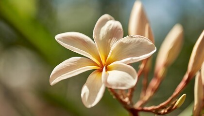 beige neutral color exotic tropical flower with blur background macro