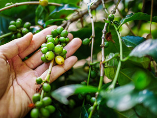 Raw coffee beans in hands,arabica coffee berries with agriculturist hands, Raw green coffee beans  in hand farmer, fresh coffee, raw green berry branch, agriculture on coffee tree