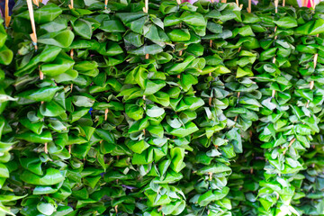 Hindu betel leaves garland, Batu caves Malaysia