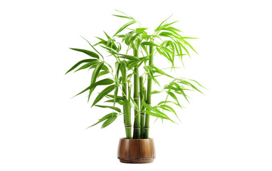 Bamboo Plant in Wooden Vase. A bamboo plant gracefully sits in a wooden vase against a clean Transparent backdrop.