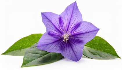 purple flower and leaves of a balloon flower or bellflower platycodon grandiflorus isolated - obrazy, fototapety, plakaty