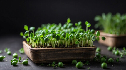 green pea sprouts, microgreens