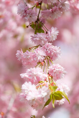 Branches of blooming sakura are strewn with double pink flowers, spring floral background.