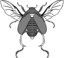 Bug insect sketch 16