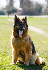 An adult shepherd dog sits on the green grass in the park on a sunny day.