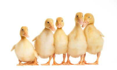 Cute little ducklings stand in funny poses on a white background and look at the camera.