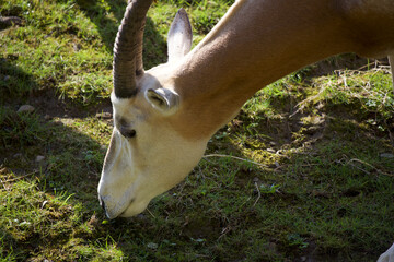 Scimitar-horned oryx (Oryx dammah) face profile grazing on green grass.
