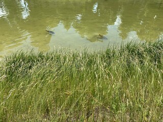 Carps on shallow water.
