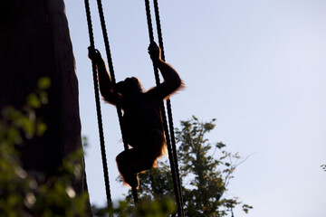 Northwest Bornean Orangutan. (Pongo pygmaeus pygmaeus) climbing at sunset. 
