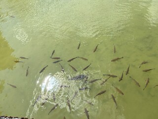 Fish on clear river.