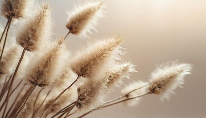 dry fluffy flowers plant floral branch on soft beige pastel background blurred selective focus pattern with neutral natural colors
