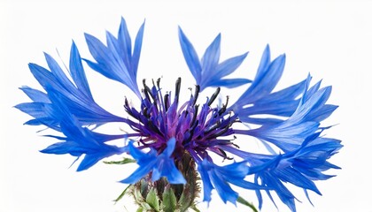 single blue cornflower centaurea cyanus isolated on white - obrazy, fototapety, plakaty