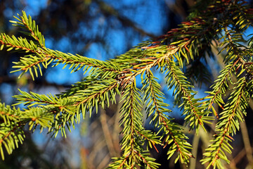 Fir branches in the beginning of spring in the sun