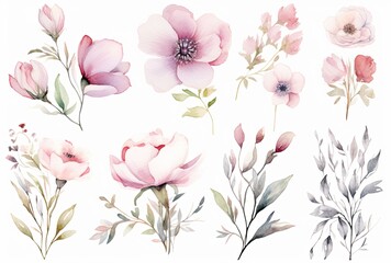 Roses in watercolor on white background