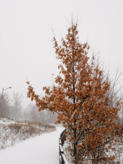 Tree with yellow autumn leaves in winter during snowfall