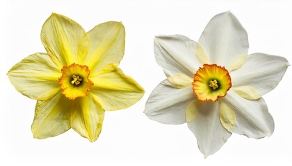 pressed and dried delicate flowers narcissus isolated on white - obrazy, fototapety, plakaty