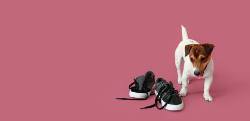 Funny naughty dog playing with shoes on pink background with space for text - obrazy, fototapety, plakaty