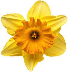 daffodil blossom transparent background PNG clipart © Chrixxi
