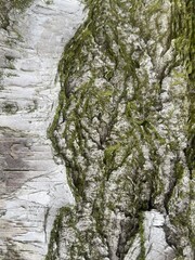 Birch bark. Close-up of wood texture. Pattern on the trunk with green border