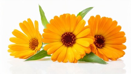 calendula officinalis flower isolated on white or transparent background marigold medicinal plant healing herb set of three calendula flowers