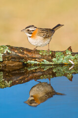 Rufous collared Sparrow, Zonotrichia capensis, Calden fores, La Pampa , Argentina