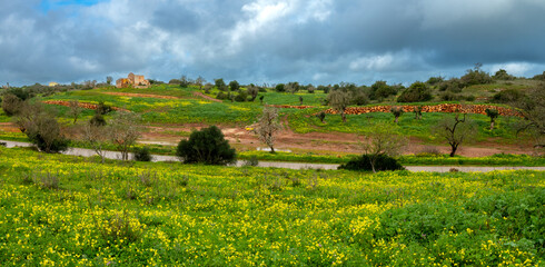 Fototapeta na wymiar The extraordinary winter bloom of the inland fields of the Algarve region of Portugal