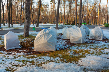 The bushes are protected from cold and snow. The plants are covered with horticultural agrofibre...