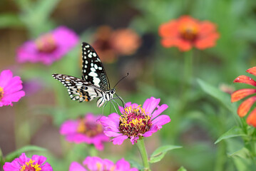 A colorful butterfly rests gracefully on a vibrant flower in a lush garden, showcasing the beauty of nature in the summer