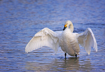 翼を広げる白鳥